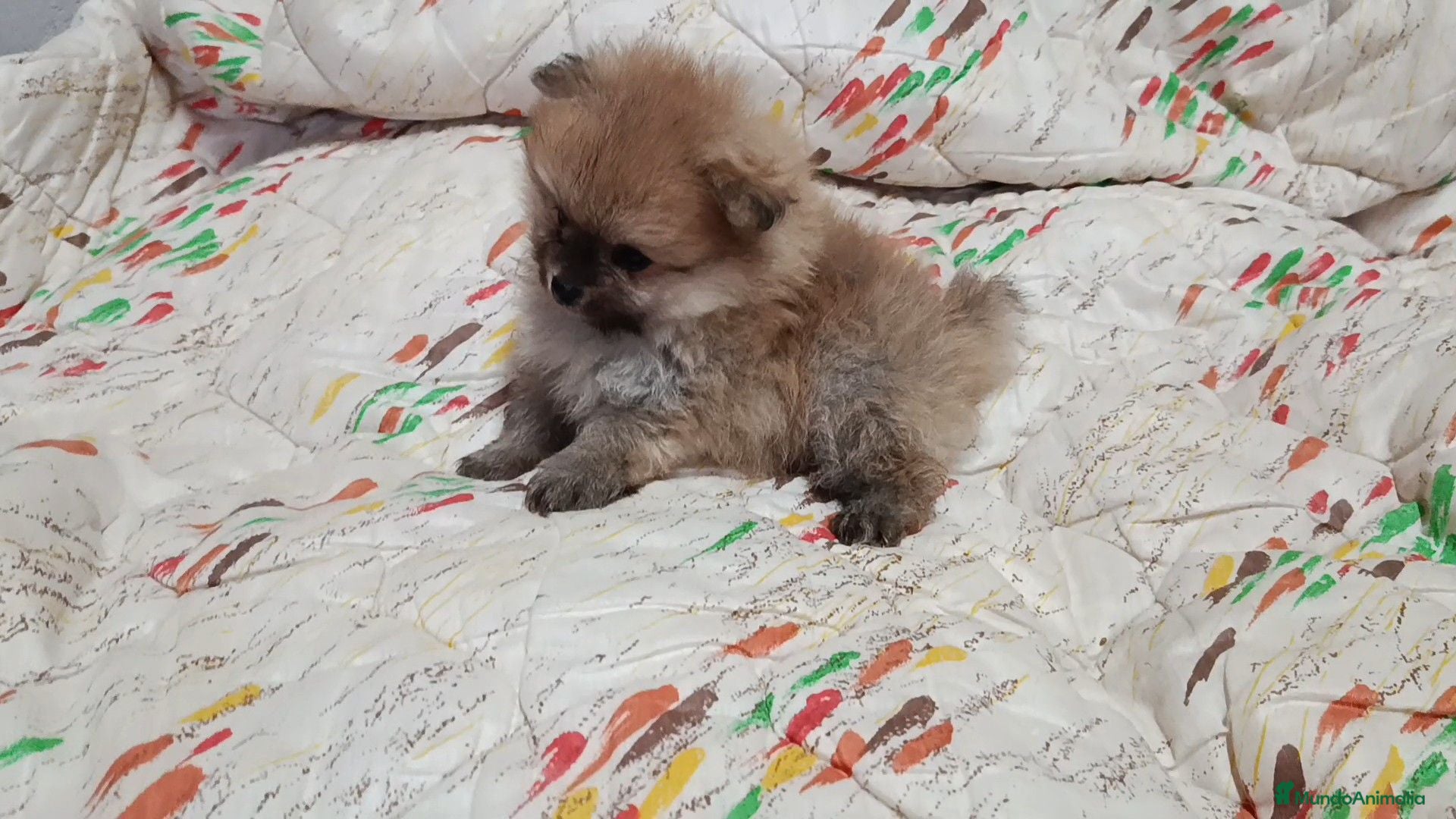 Pomerania perros POMERANIA MACHITO SÚPER TOY - Anuncio 1