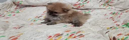 Pomerania perros en venta: POMERANIA MUY TOY MACHITO - Anuncio 1