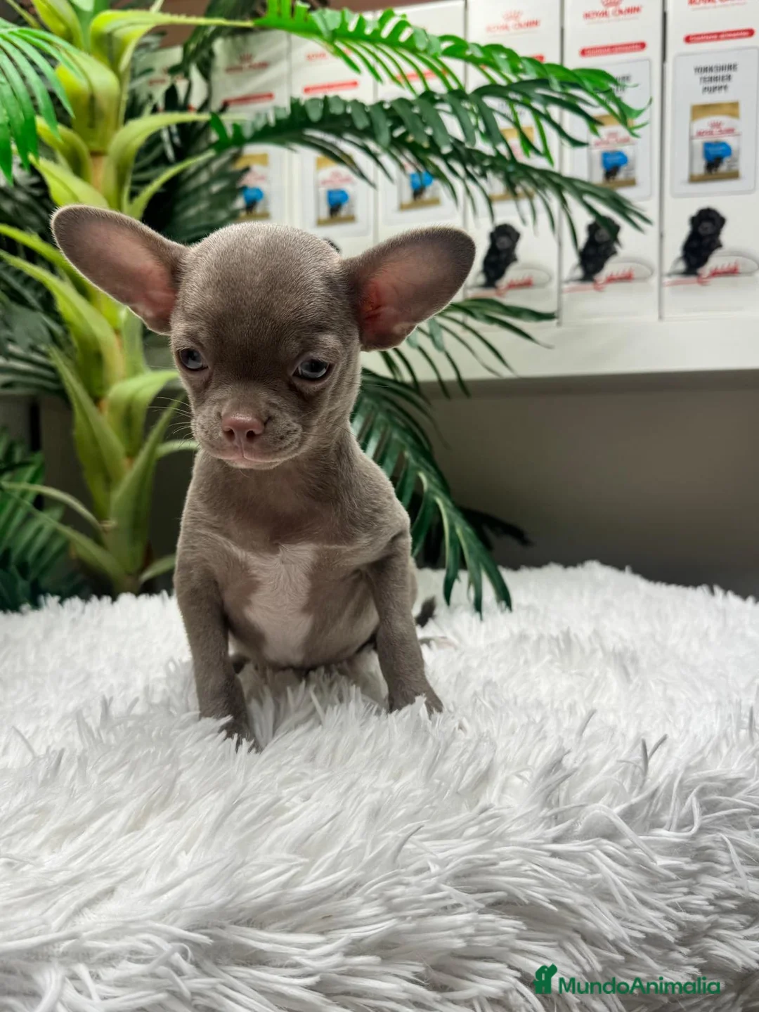 Chihuahua perros en venta: 💜 CHIHUAHUA MACHO LILAC – UN COLOR QUE ENAMORA 💜 - Anuncio 2