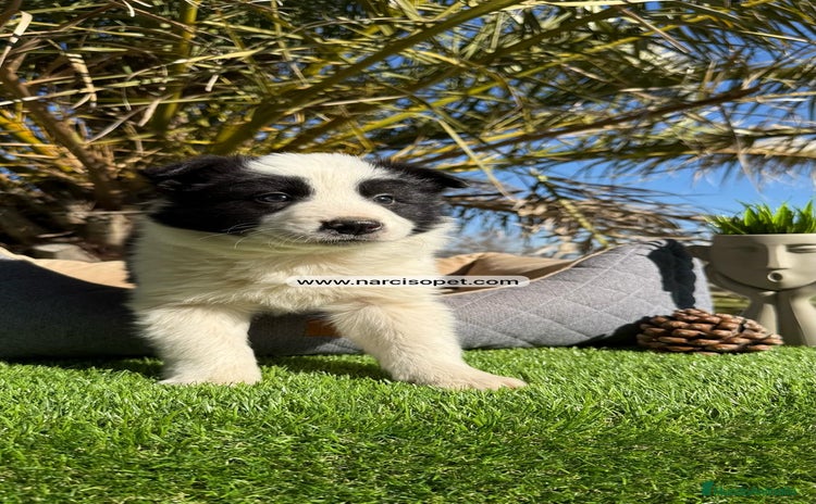 Border Collie perros - Propaganda 11