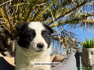 Border Collie perros - Anuncio 24