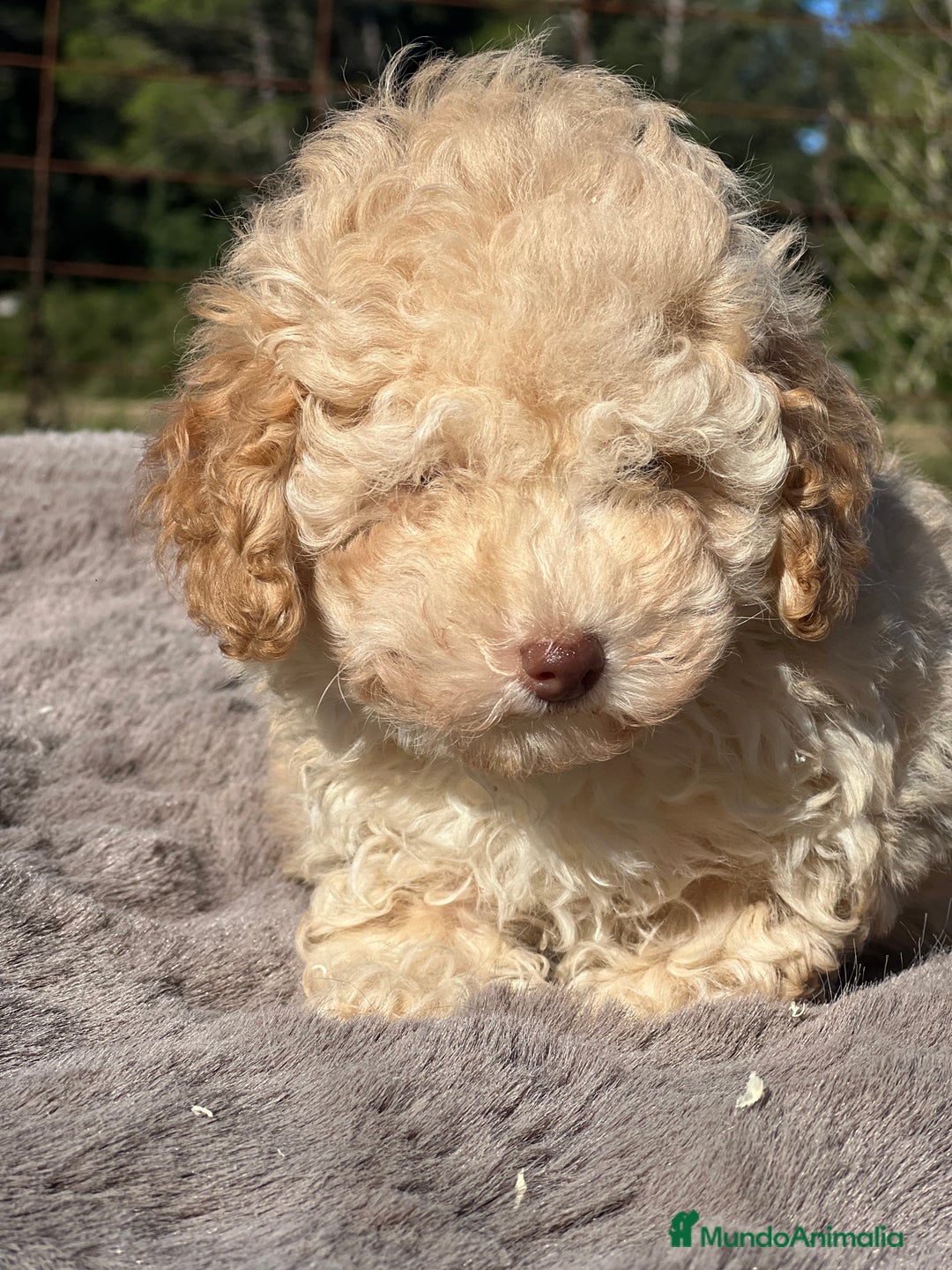 Maltipoo perros en venta: Maltipoo f2  - Imagen 4