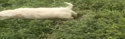 Golden Retriever perros en venta: Golden retriever  - Anuncio 3