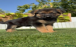 Pastor Alemán perros en venta: PASTOR ALEMAN - Imagen 1