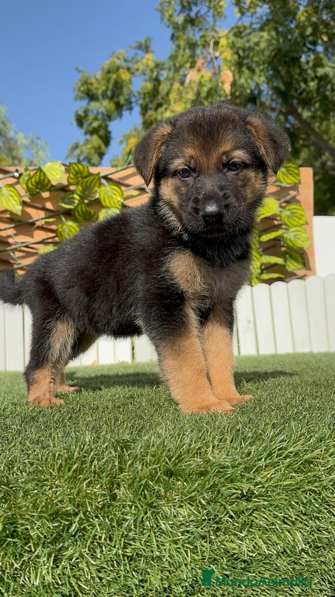 Pastor Alemán perros en venta: PASTOR ALEMAN - Imagen 1
