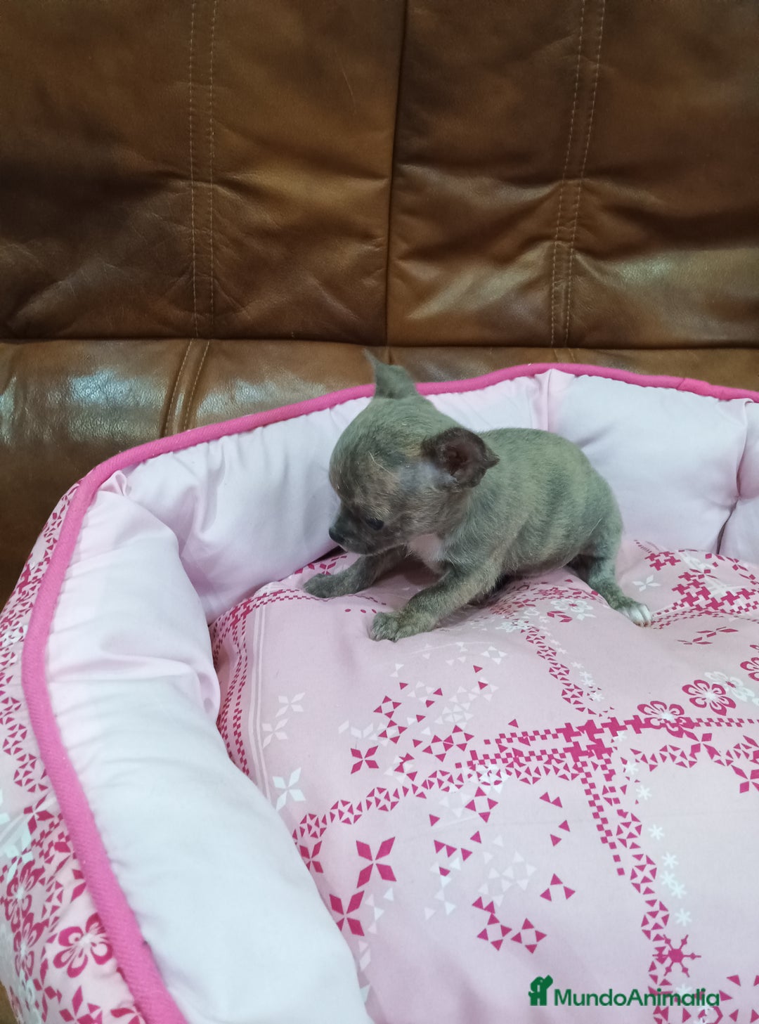 Chihuahua perros en venta: Chihuahua toy - Imagen 6