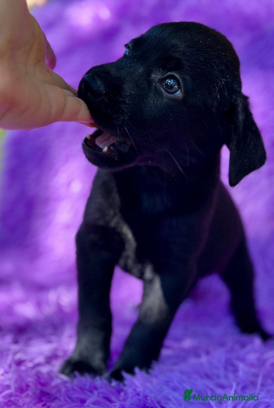 Labrador Retriever perros en venta: CAMADA DE LABRADOR RETRIEVER - Imagen 7
