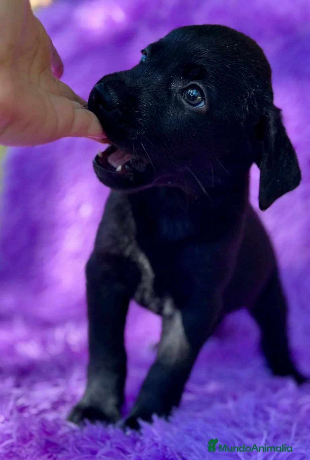 Labrador Retriever perros en venta: CAMADA DE LABRADOR RETRIEVER - Anuncio 7