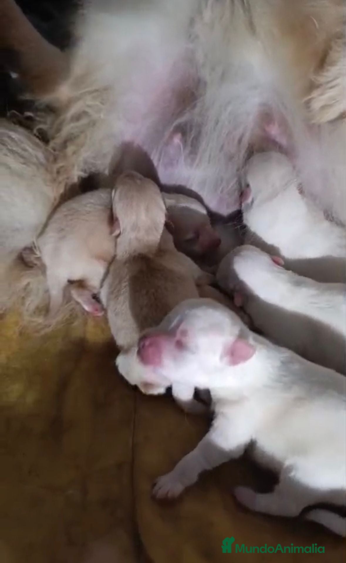 Pomerania perros NUEVA CAMADA Lulu pomerania toy - Anuncio 6