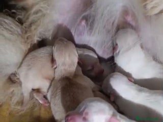 Pomerania perros NUEVA CAMADA Lulu pomerania toy - Anuncio 2