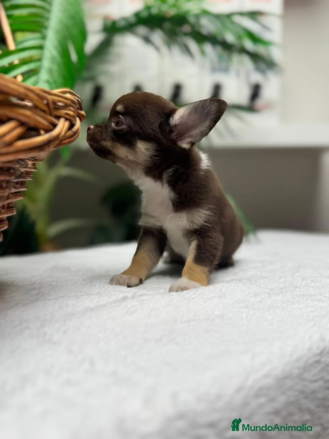 Chihuahua perros en venta: CHIHUAHUA CHOCOLATE - Anuncio 34