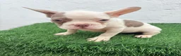 Bulldog Francés perros en venta: Bulldog frances  - Anuncio 2