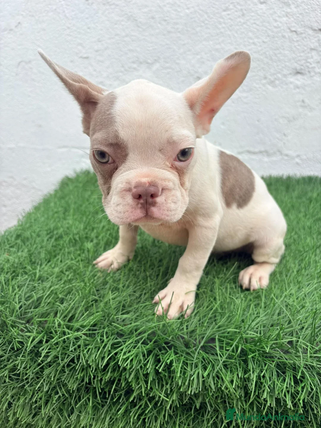 Bulldog Francés perros en venta: Bulldog frances  - Anuncio 2