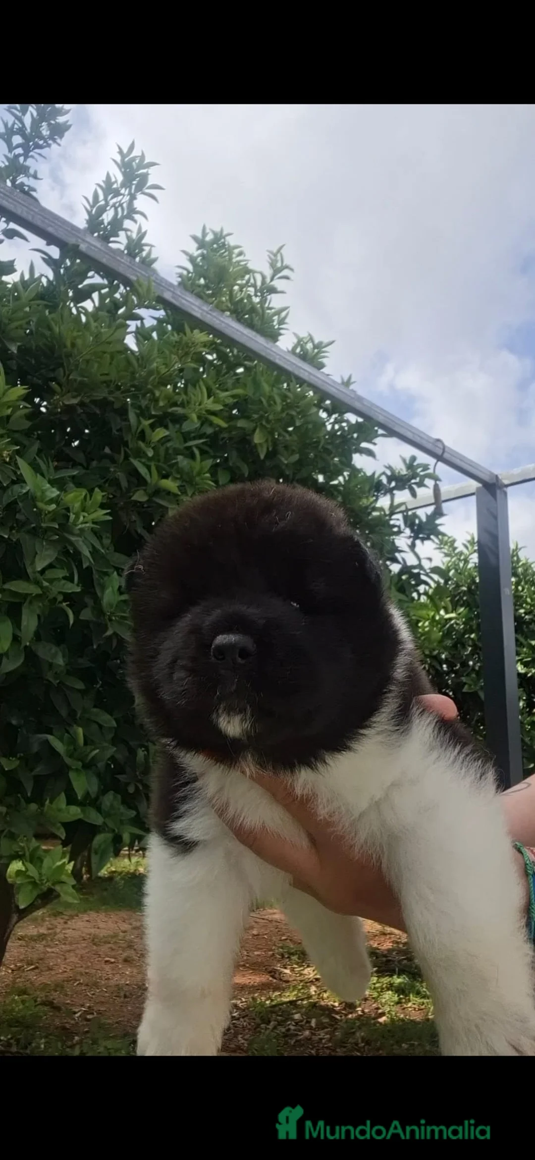 Akita Inu perros en venta: Akita Inu  - Anuncio 2