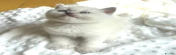 Británico de Pelo Corto gatos en venta: British Point  - Anuncio 3