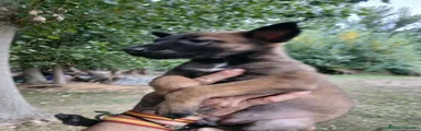 Pastor Belga Malinois 1
