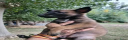 Pastor Belga Malinois perros en venta: Pastor Belga Malinois - Anuncio 2