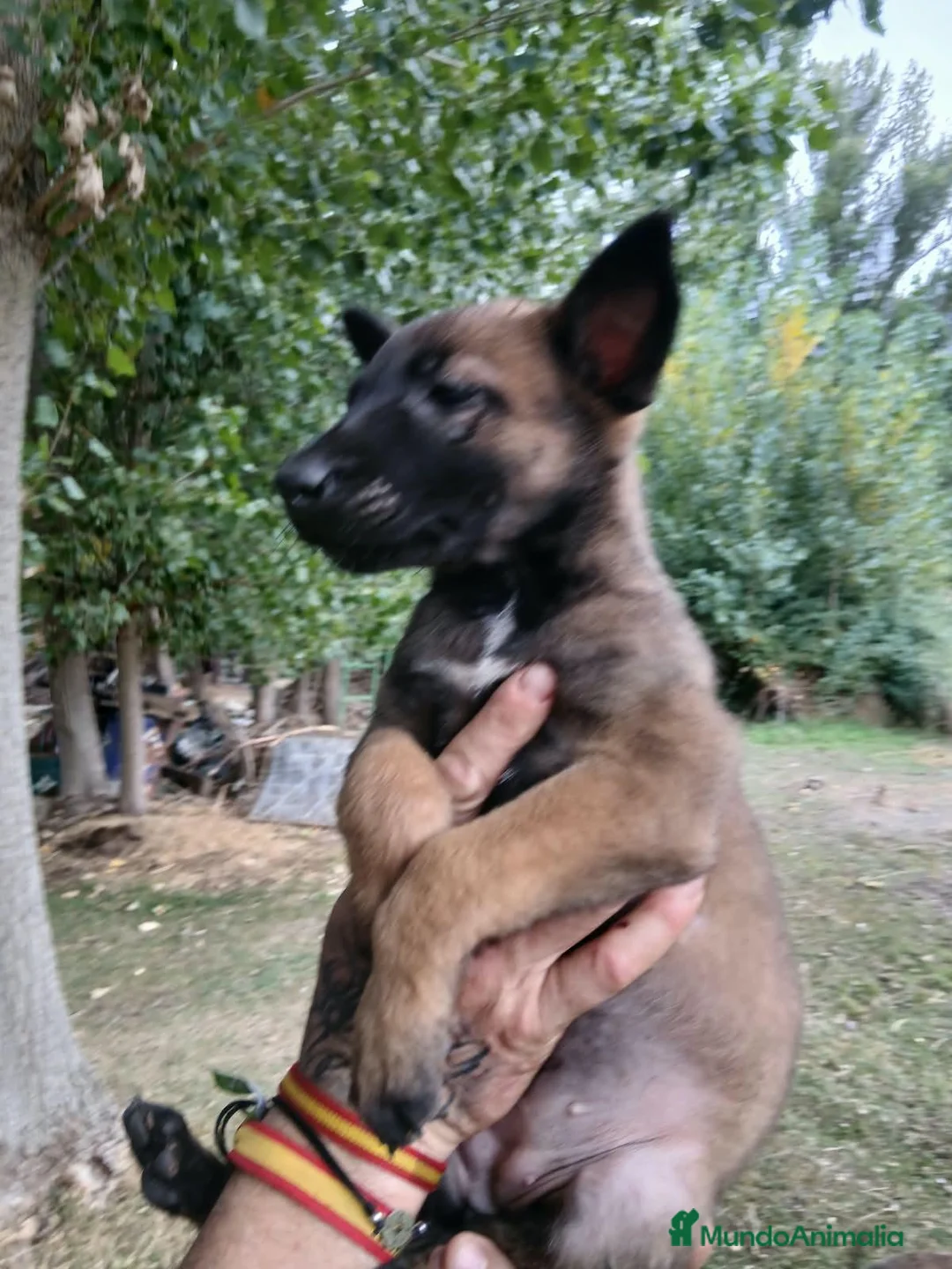 Pastor Belga Malinois perros en venta: Pastor Belga Malinois - Anuncio 2
