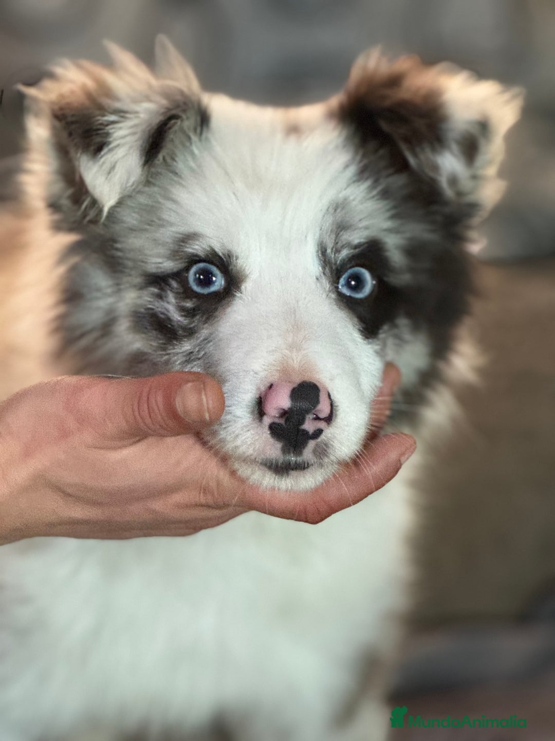 Border Collie perros en venta: Border Collie que Destacan  - Anuncio 1