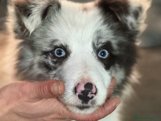 Border Collie perros Border Collie que Destacan - Anuncio 1