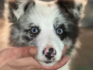 Border Collie perros Border Collie que Destacan - Anuncio 2