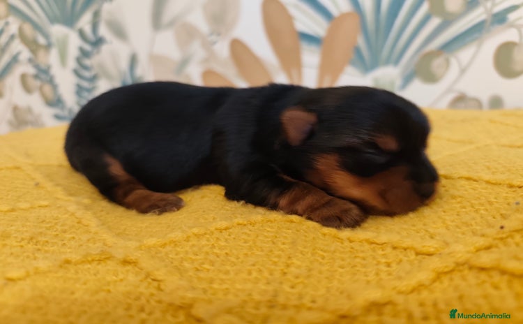 Yorkshire Terrier perros - Anuncio 9