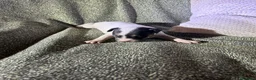 Ratonero Bodeguero Andaluz perros en venta: Cachorros bodeguero - Anuncio 2