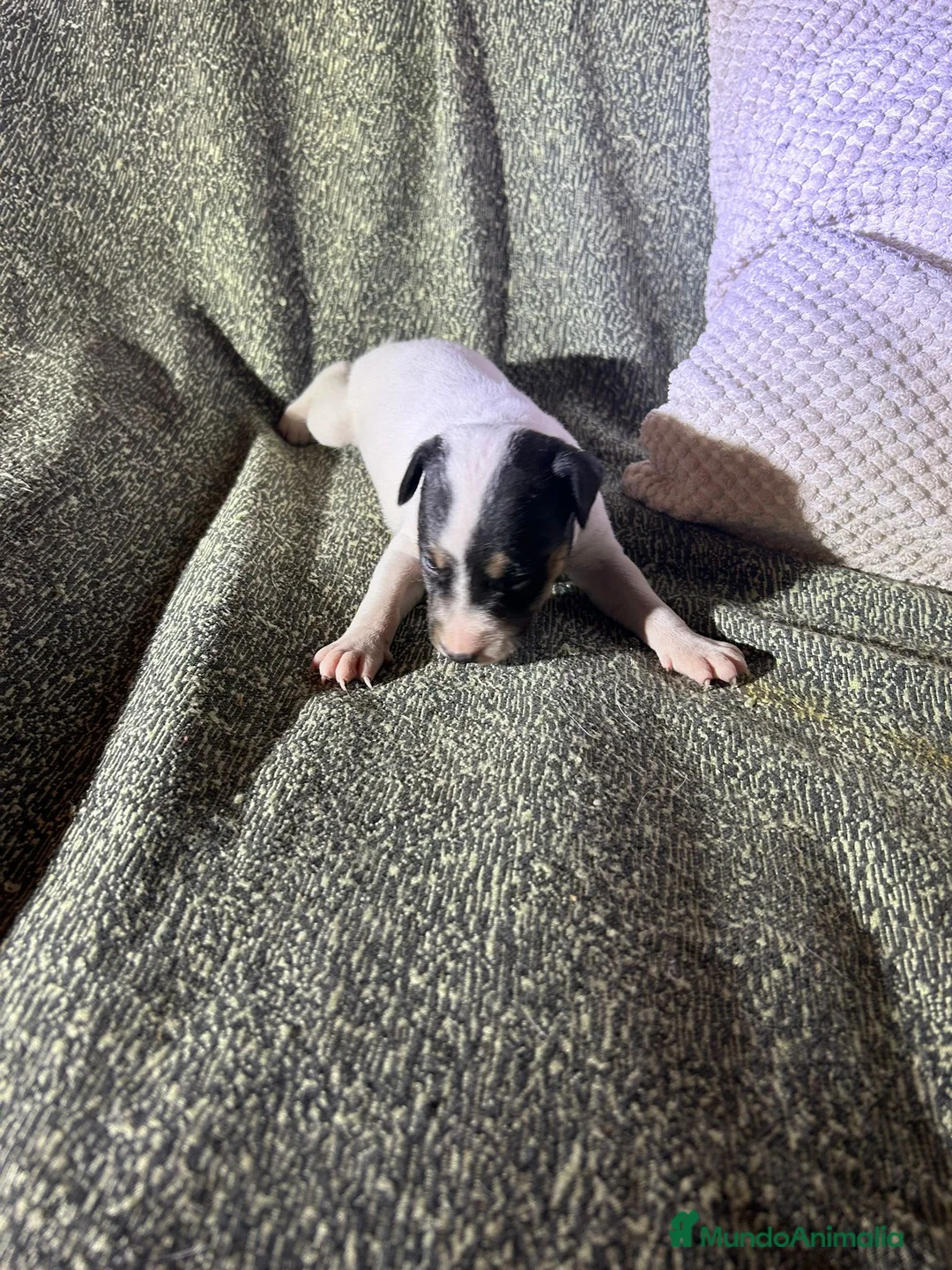 Ratonero Bodeguero Andaluz perros en venta: Cachorros bodeguero - Anuncio 2