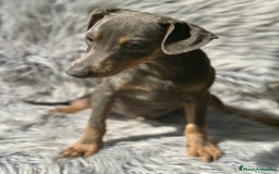 Pinscher Alemán perros en venta: PINSCHER ALEMÁN TAMAÑO PEQUEÑO - Imagen 5