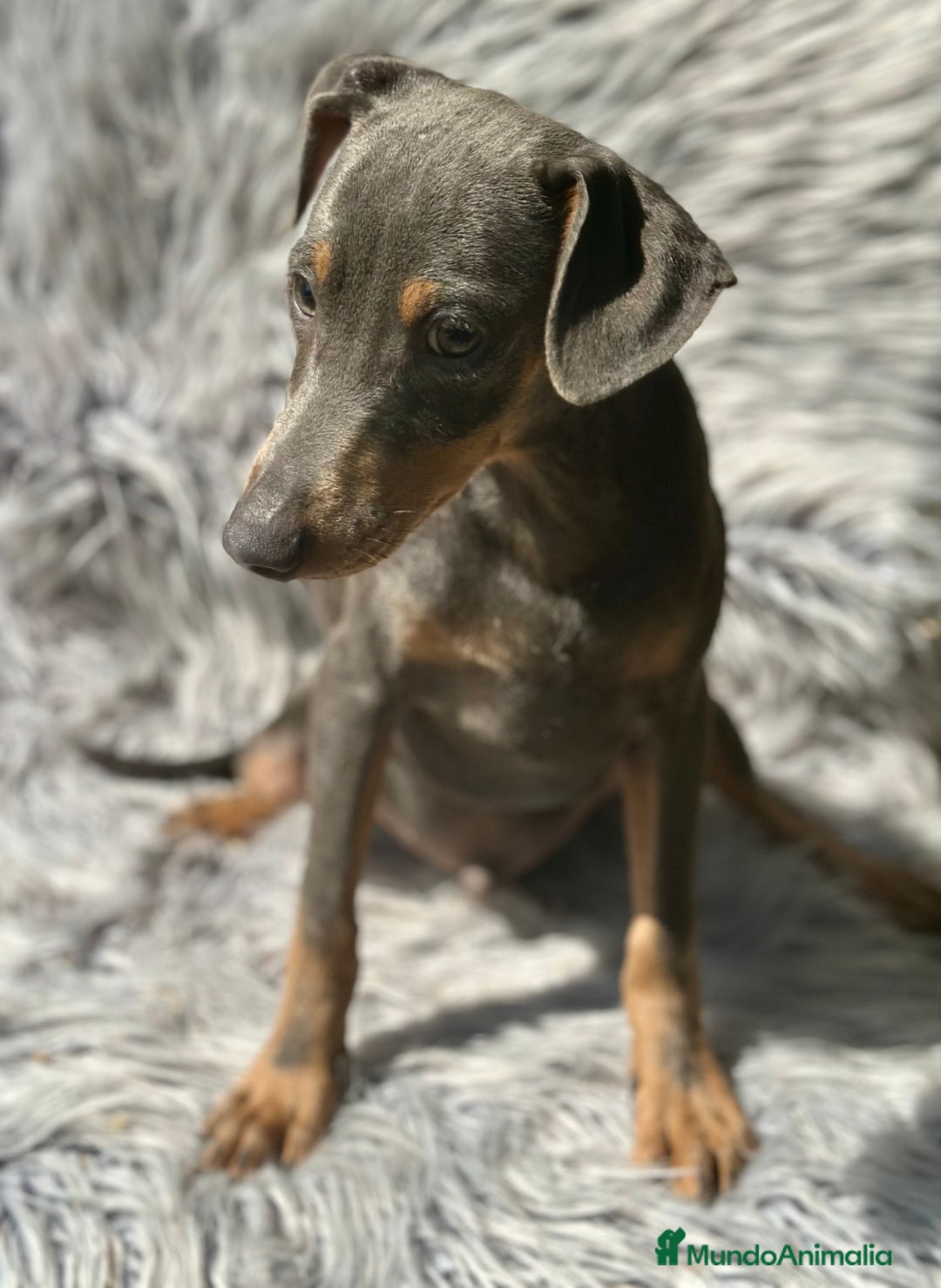 Pinscher Alemán perros en venta: PINSCHER ALEMÁN TAMAÑO PEQUEÑO - Imagen 5