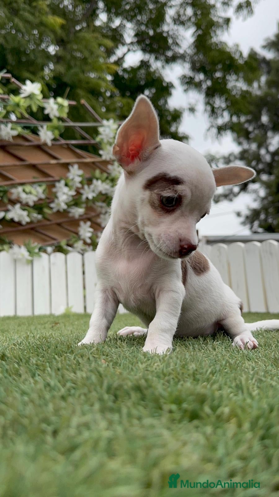 Chihuahua perros CHIHUAHUA MACHO - Anuncio 6