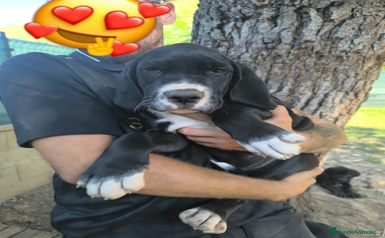 Dogo Alemán perros - Anuncio 1