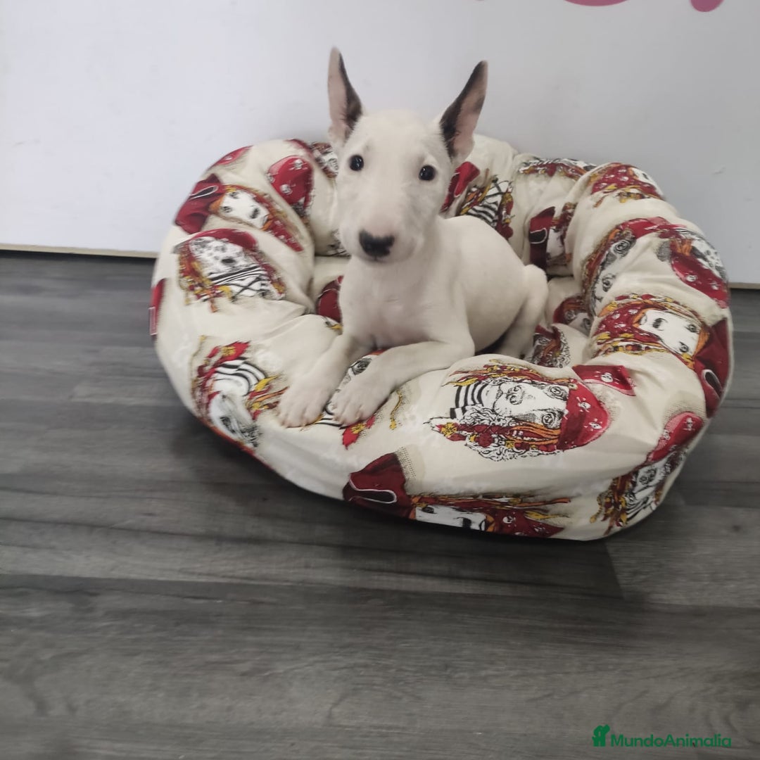 Bull Terrier Miniatura perros en venta: BULL TERRIER - Imagen 1