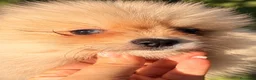 Pomerania perros en venta: Pomerania machos de líneas exclusivas y exóticas - Anuncio 5