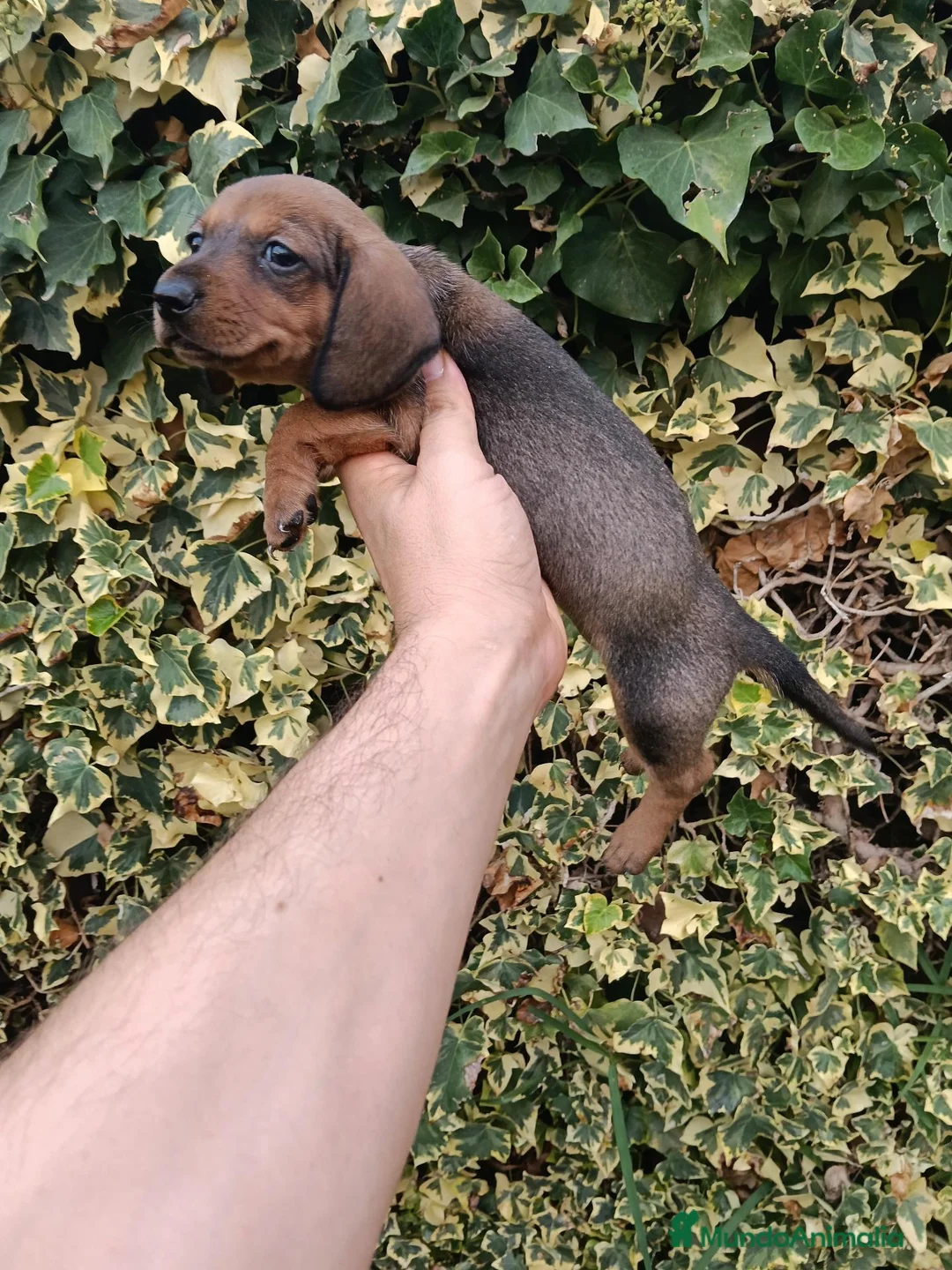 Teckel Miniatura perros en venta: Machito de Teckel Rojo Kaninchen - Anuncio 2