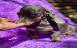 Teckel Miniatura perros en venta: TECKEL MINIATURA DISPONIBLES - Imagen 4