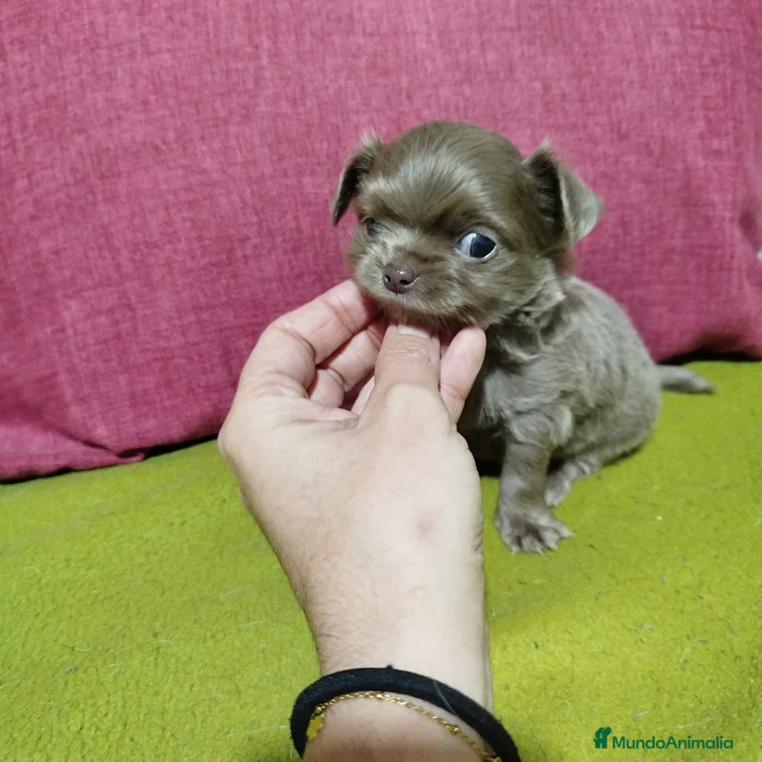 Chihuahua perros en venta: Chihuahua Pelo Largo - Anuncio 3