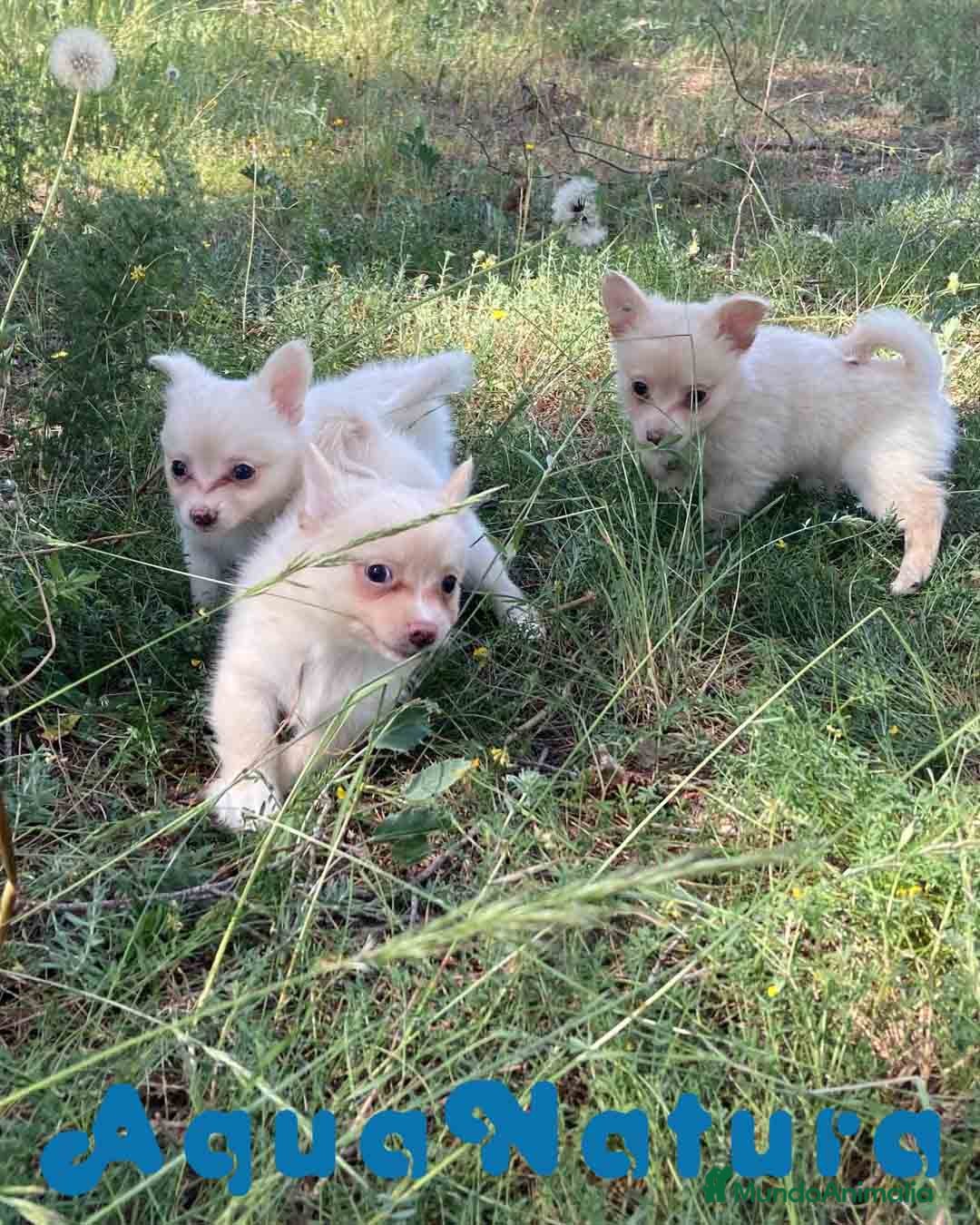 Chihuahua perros en venta: Camada Pomchi de Japi y Manchitas AQUANATURA - Imagen 2