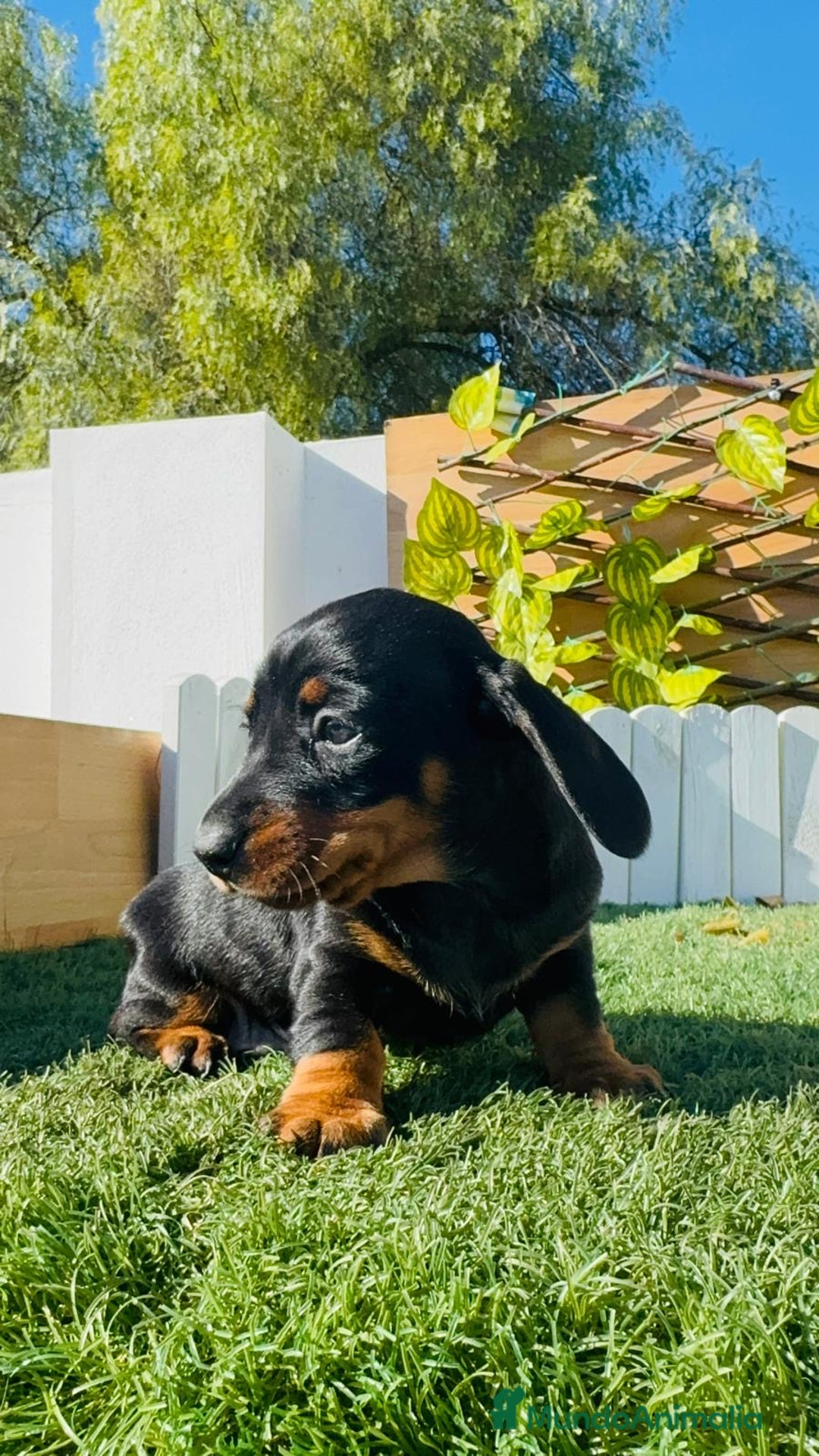 Teckel Miniatura perros en venta: TECKEL MINIATURA  - Anuncio 18