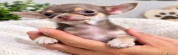 Chihuahua perros en venta: CHIHUAHUA HEMBRA CHOCOLATE - Anuncio 3