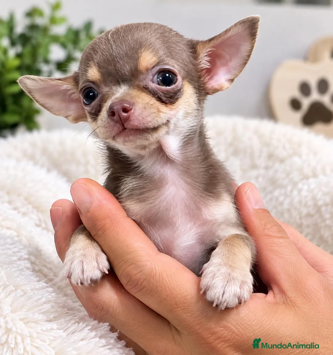 Chihuahua perros en venta: CHIHUAHUA HEMBRA CHOCOLATE - Anuncio 3