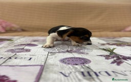 Jack Russell Terrier perros en venta: Jack Russell  - Imagen 4