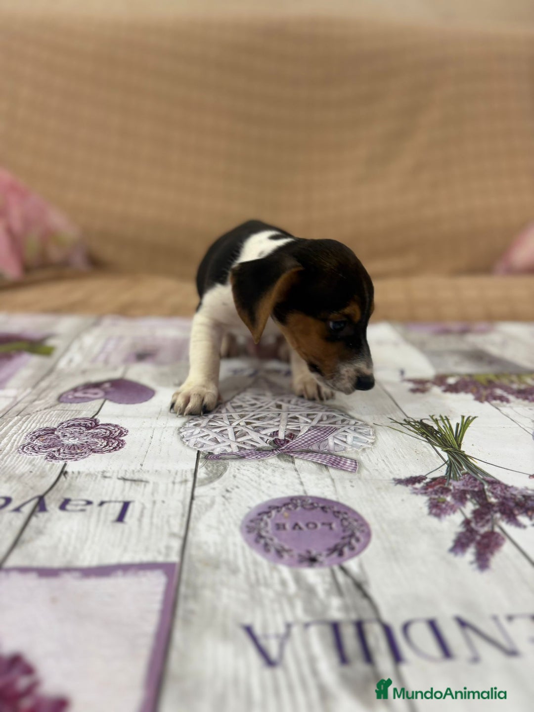 Jack Russell Terrier perros en venta: Jack Russell  - Imagen 4