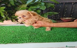 Maltipoo perros en venta: Maltipoo - Imagen 7