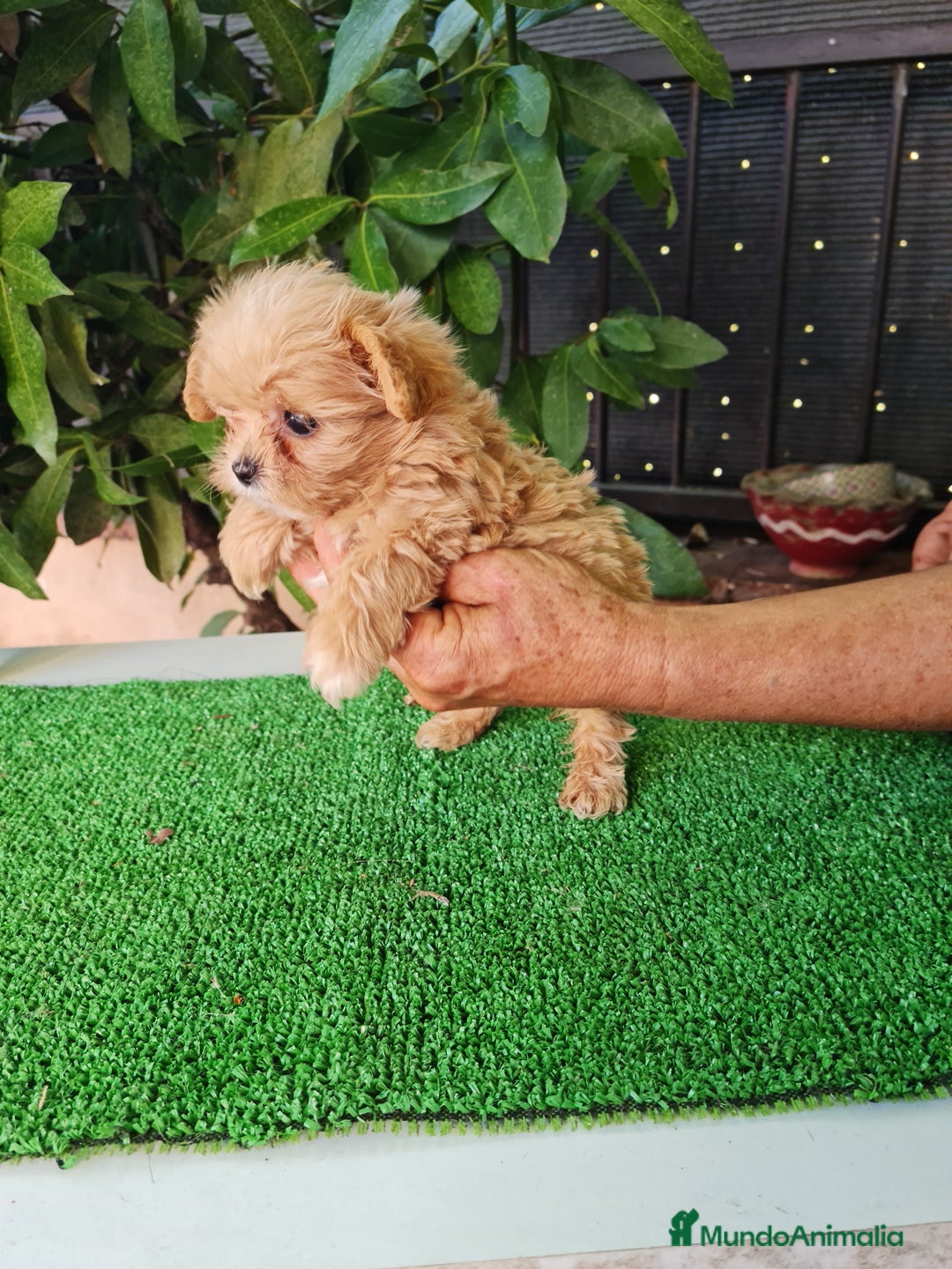 Maltipoo perros en venta: Maltipoo - Imagen 7