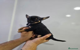 Chihuahua perros en venta: Increíbles chihuahuas toy merles - Imagen 20