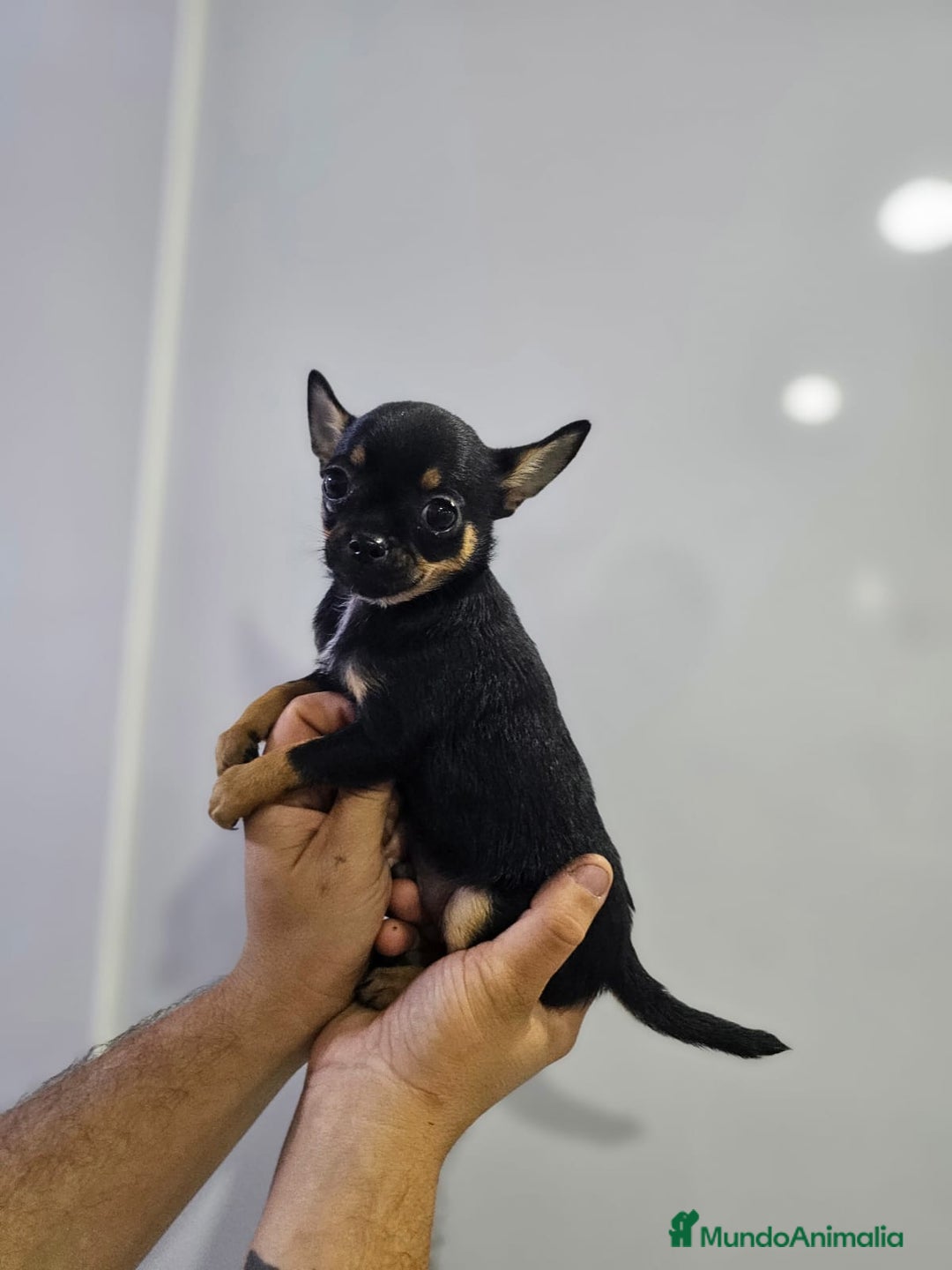 Chihuahua perros en venta: Increíbles chihuahuas toy merles - Imagen 20