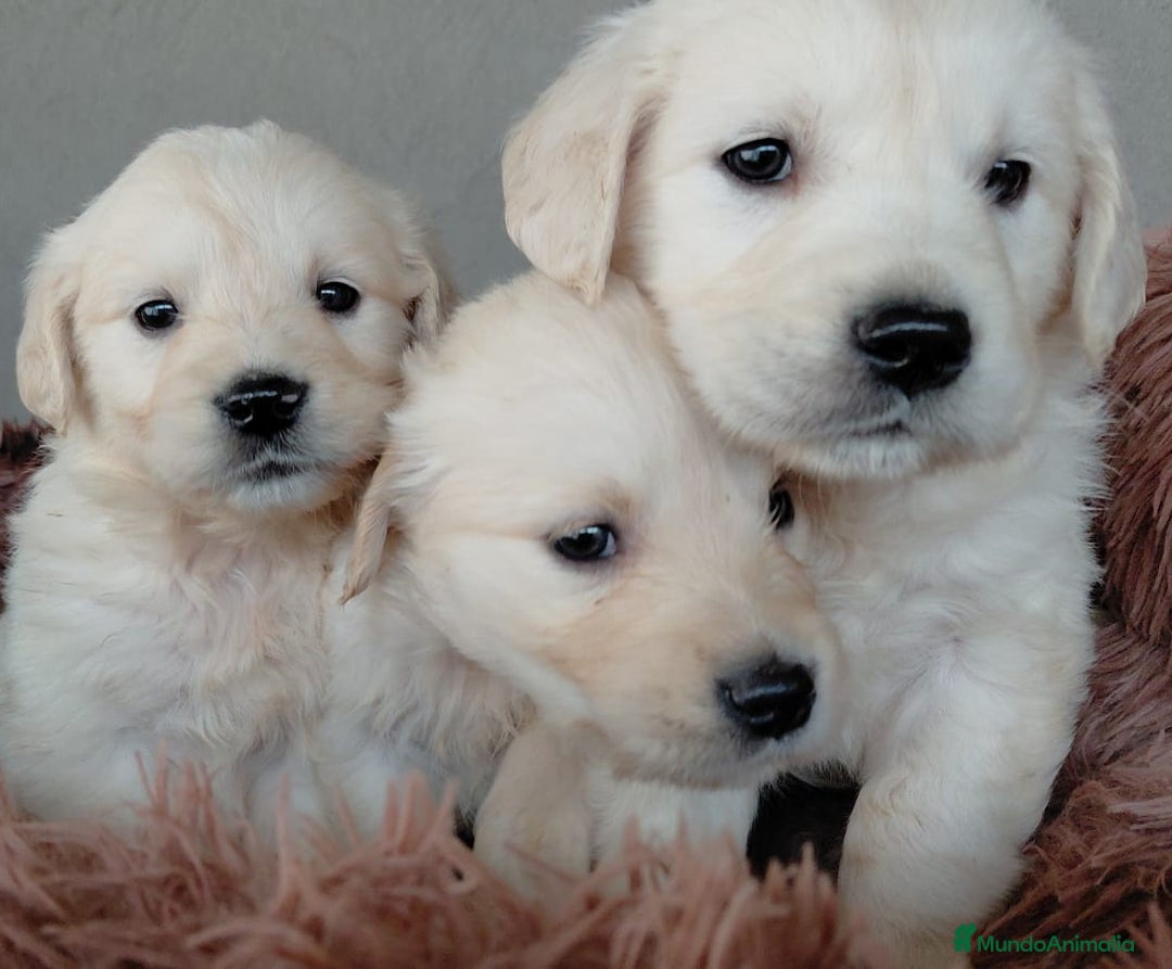 Golden Retriever perros en venta: Golden retriever  - Anuncio 2