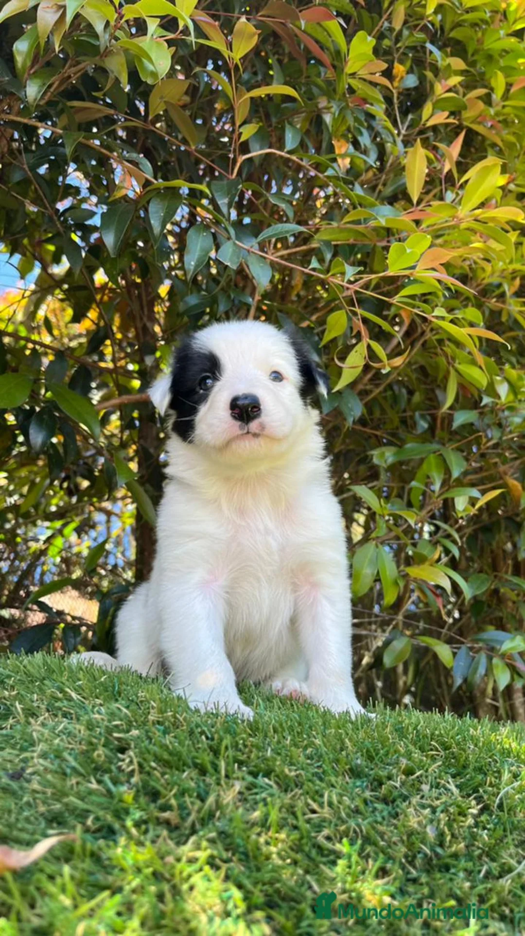 Border Collie perros en venta: Border collie  - Anuncio 2
