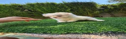 Bichón Maltés perros en venta: Espectacular cachorra de bichón maltés - Anuncio 2